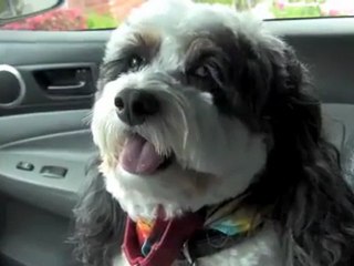 KATYA - ROCKIN IN THE DOGGIE LIMO