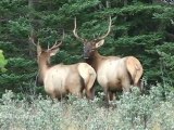 Rocky mountains Canada motorcycle riding wildlife