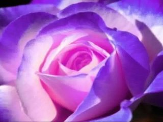 Avenue/Larence - Elegant Custom Built House for Sale