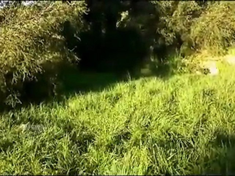 Dalmatian Playing Outside