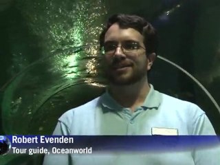 Aussie Santas swim with sharks