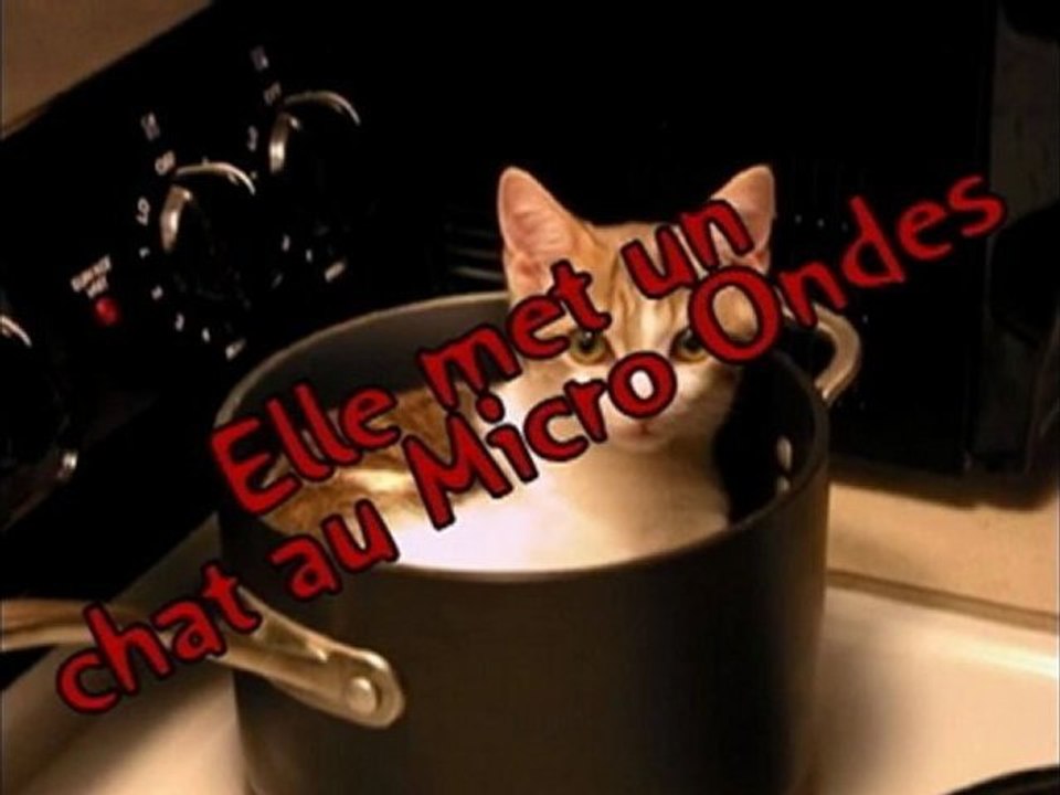 Le chat au micro-ondes