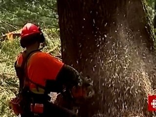 Découverte : le lion blanc, rarissime et menacé