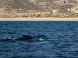 whale watching dec 7th 2011 cabo san lucas los cabos .