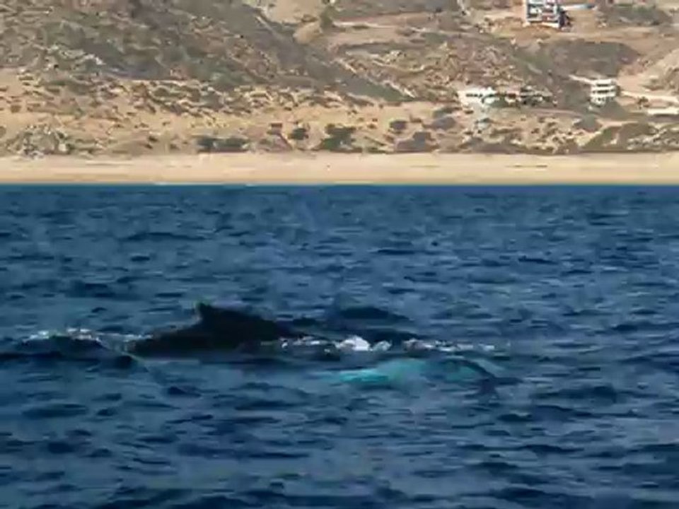 whale watching dec 7th 2011 cabo san lucas los cabos .