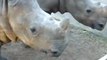 À quoi ressemble les cris d'un bébé rhinocéros ?