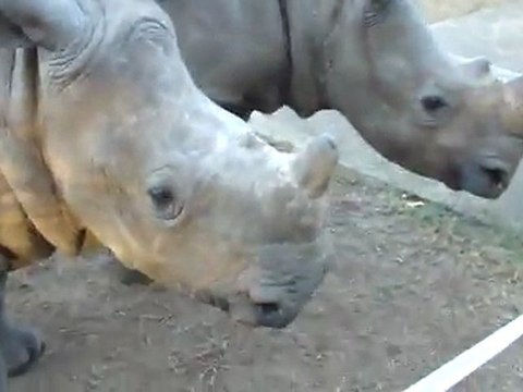 À quoi ressemble les cris d'un bébé rhinocéros ?