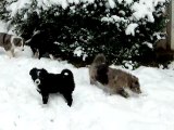 les chiots dans la neige