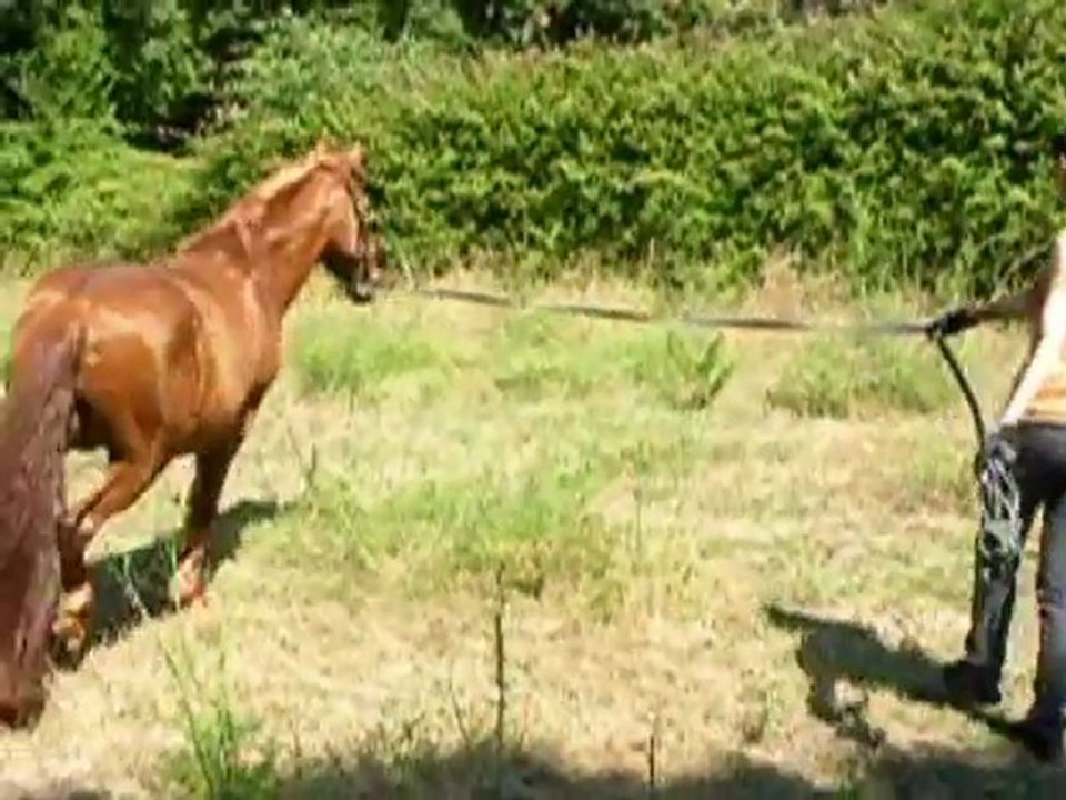 Montage pour le concour Horze.fr