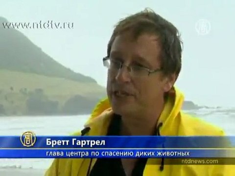 Очищенных от мазута пингвинов выпустили в океан