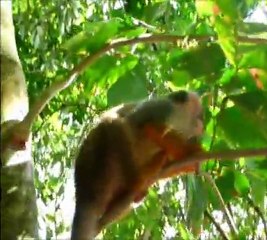 Les singes de l'îlet La Mère