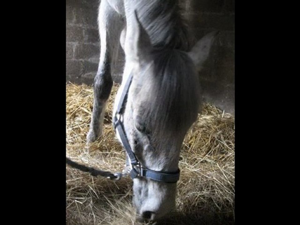 Ourson ܤ
