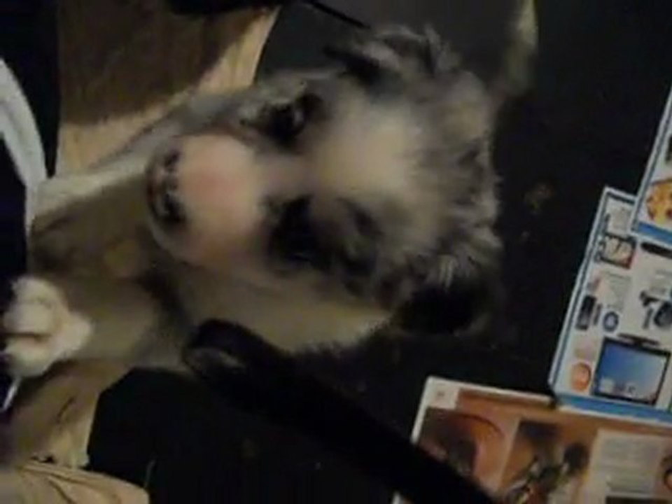 les chiots border a 1mois et 15jours