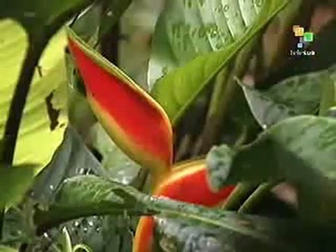 (VIDEO) ZONA VERDE TELESUR 16 12 2011