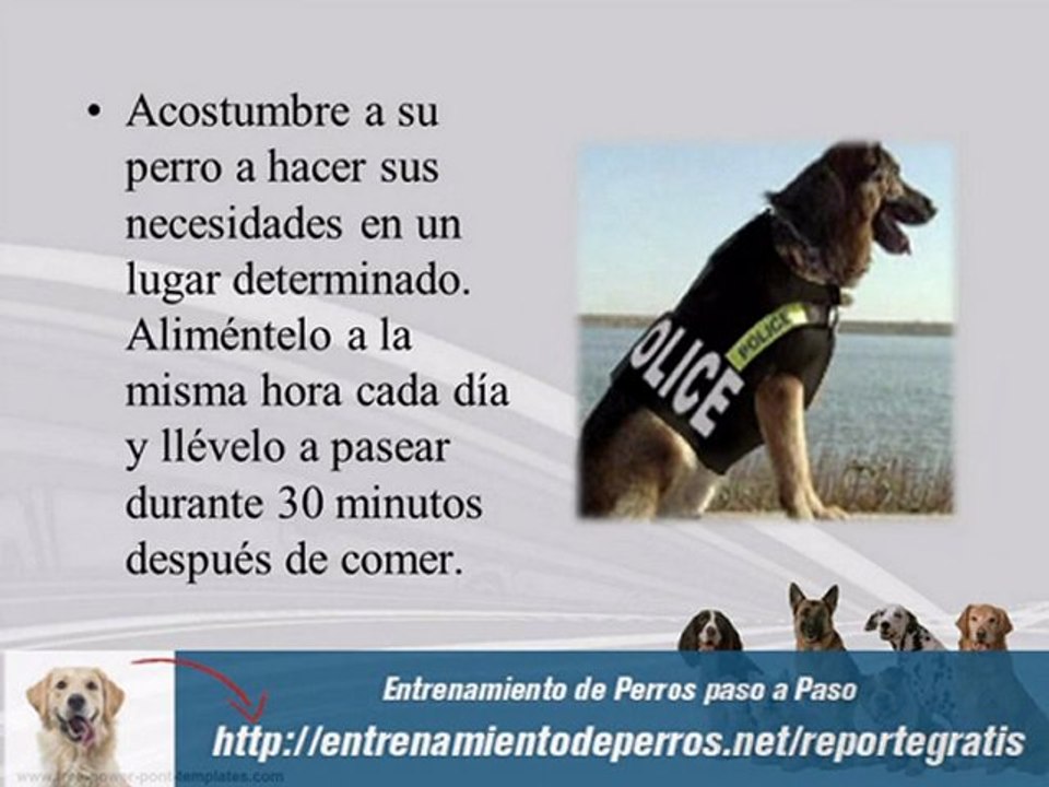 Consejos Escenciales del Adiestramiento de Perros