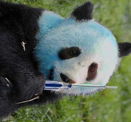 Un panda bleu avec un tournevis dans le Perigord !