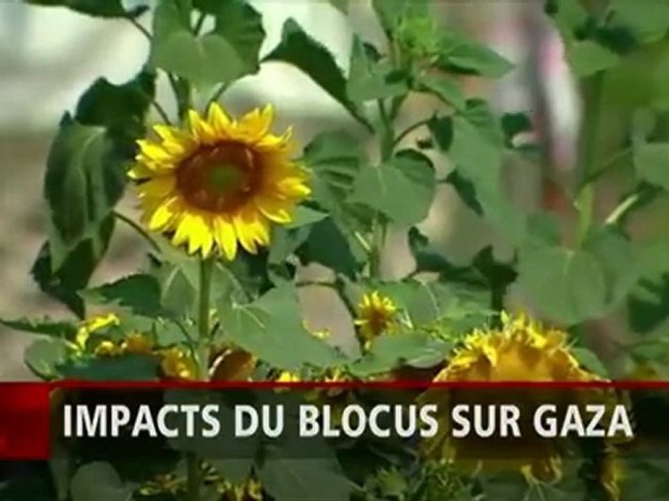 Téléjournal - Impacts du blocus sur Gaza