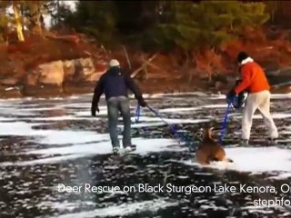 Deer Rescued From Lake by Good Samaritans