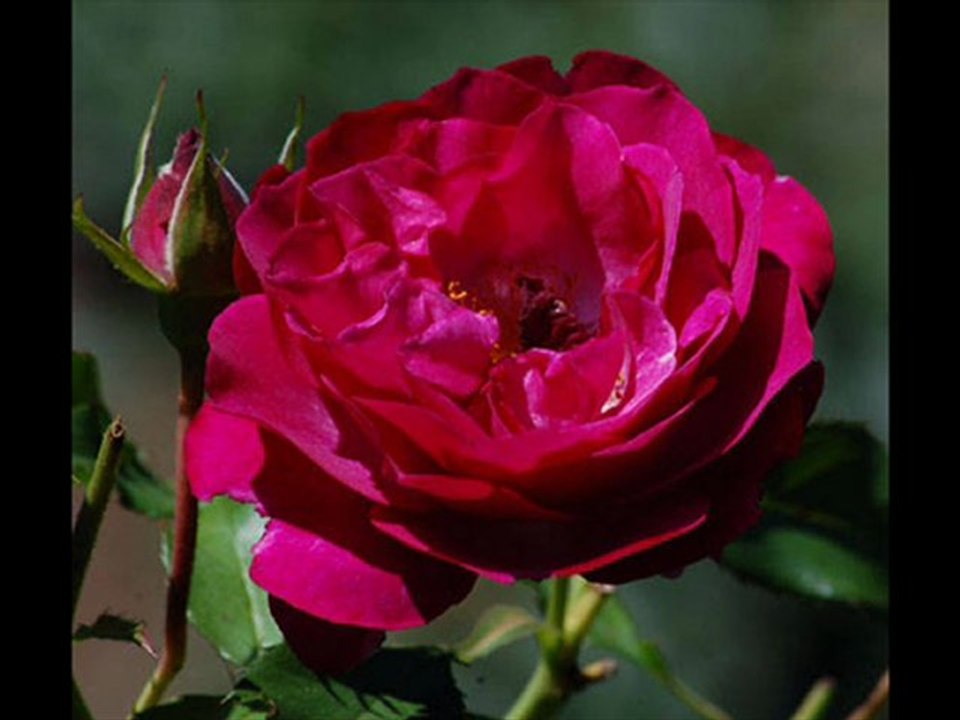 GÜLLER ARASINDA SENİ BENSİZ GÖREN OLMUŞ