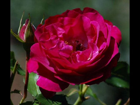 GÜLLER ARASINDA SENİ BENSİZ GÖREN OLMUŞ