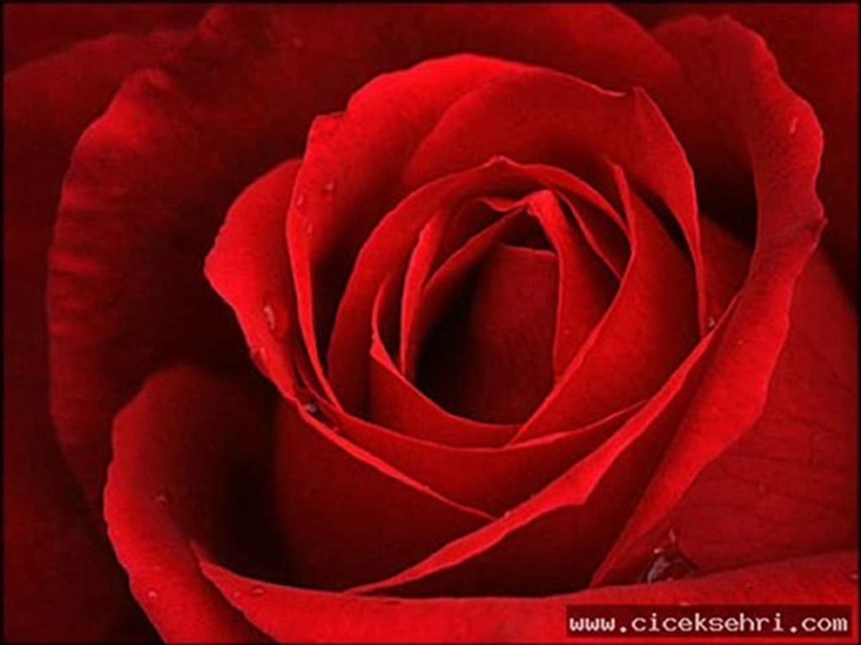 GÜLLER ARASINDA SENİ BENSİZ GÖREN OLMUŞ