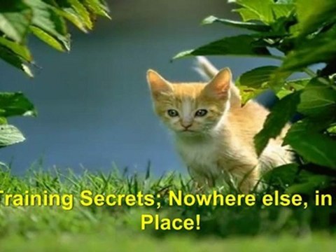 stop cats biting - stop cats scratching sofa - kitten training tips