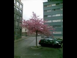 Roméo Il suffit d'un arbre vert (seventies)