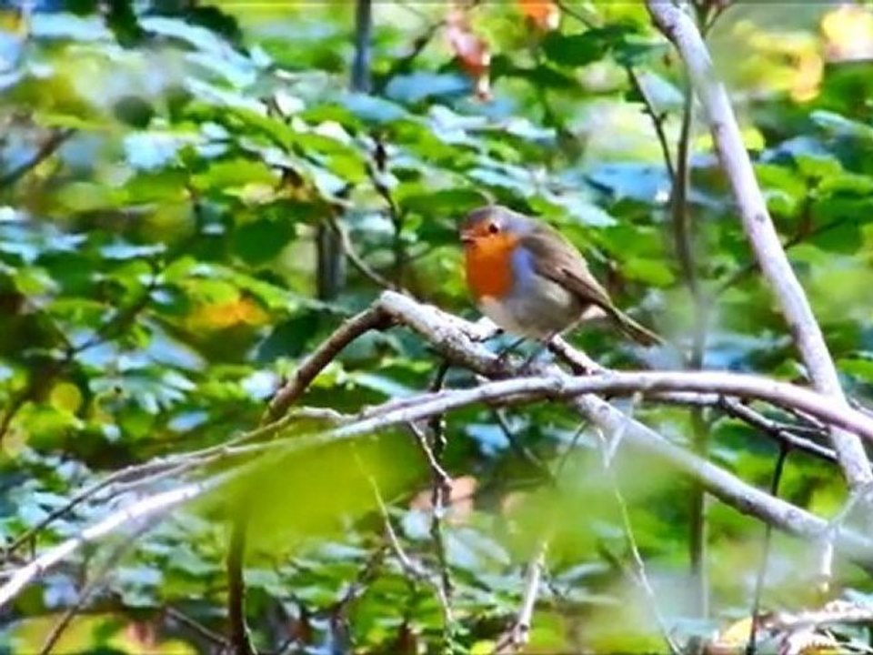 Echantillon de petits oiseaux