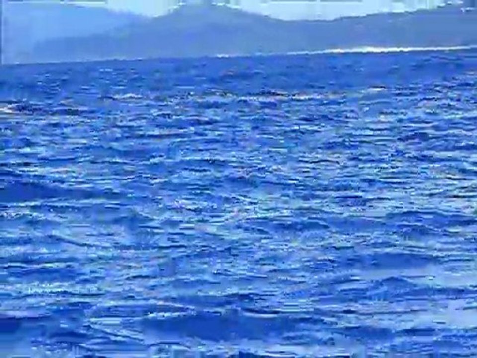 BALEINES A TAHITI