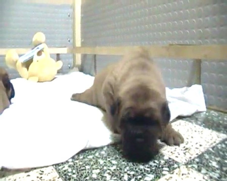 Kanon et Kiss ( 20 jours )