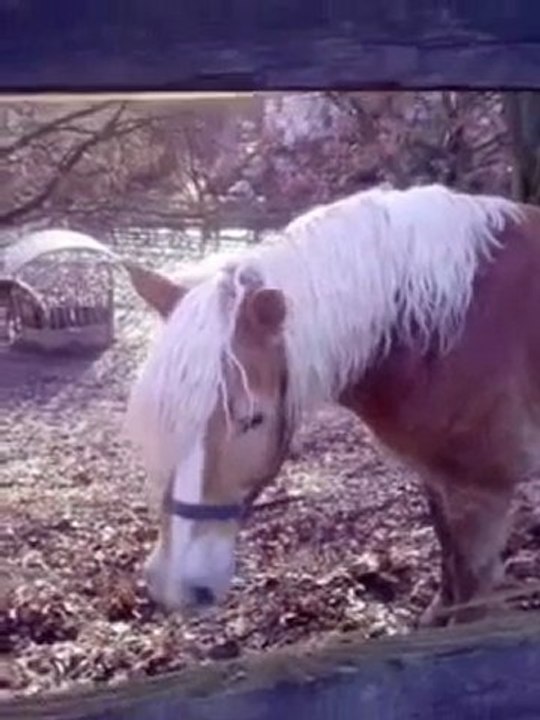 Foxi want play with this dogs (Horses)