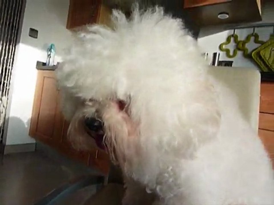 Enzo et GuimauveMSWMM_0001