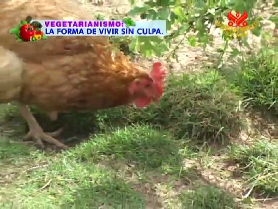 STOP ANIMAL CRUELTY: Gary Yourofsky: End Animal Murder Now