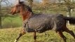 17-12-2011, chevaux au galop 100_5721