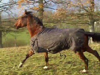 17-12-2011, chevaux au galop 100_5721