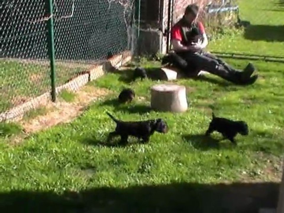 Gordon-Setter-Züchter Kemtin´s Black E-Wurf 4. Woche / Setter-Puppies