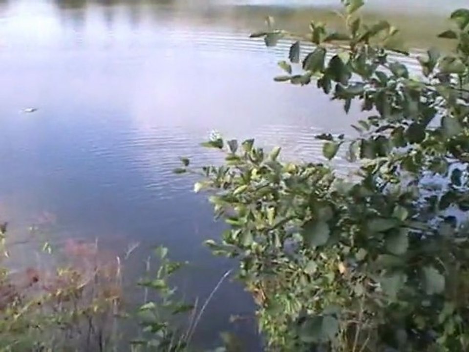 'JAGDHUNDEAUSBILDUNG' Schusstest am Wasser. Hunting dogs on the water