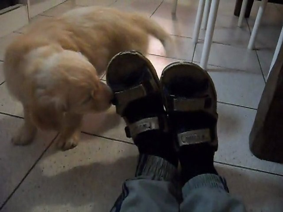 Grizzly à la maison
