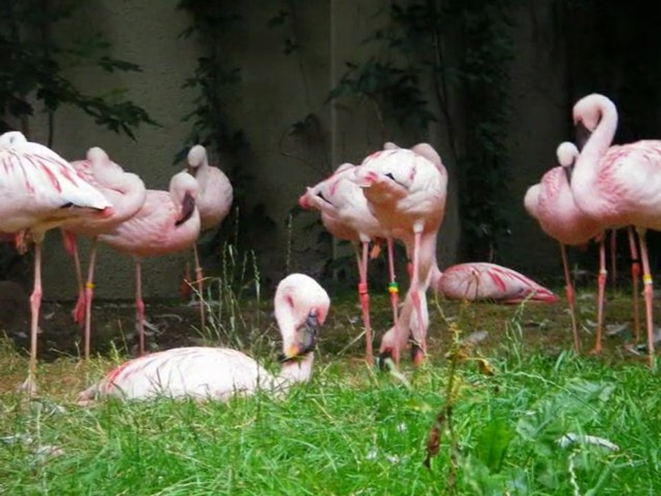 In focus: Berlin Zoo