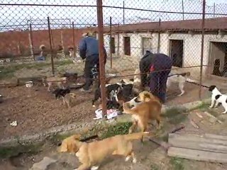 Sinop Hayvan Barınağı