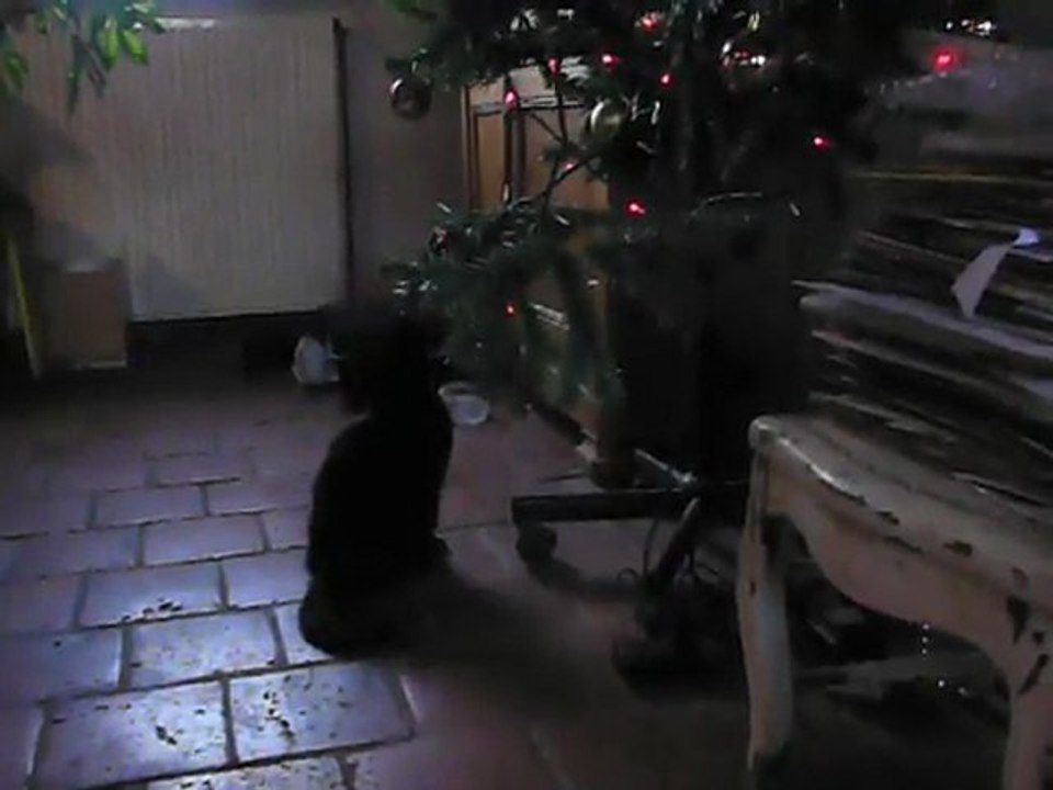 Le sapin de Pampouille