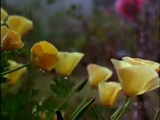 Best Dev Anand Songs | Watch Iconic Hits Online 🎶