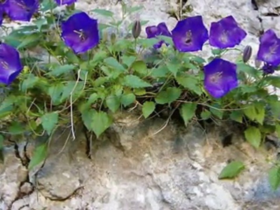 BEDİRHAN GÖKÇE-IHLAMURLAR AÇTIĞI ZAMAN