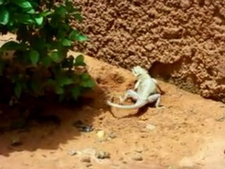 ponte margouillat (2) Mai 2011