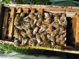 Ana arı çiftleştirme kutusu kontrolü, arıcılık videoları