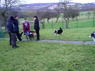 rencontre chiots de Dixie 17-12-2011