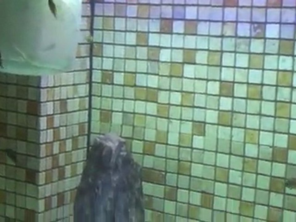 F0 Trop. İlangi Yellow Yeni Tank ve Yavrular