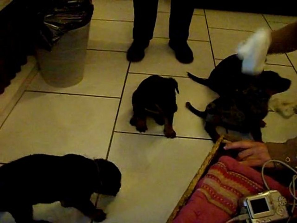 Réveil des bébés beaucerons