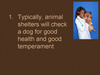 Adopting a dog