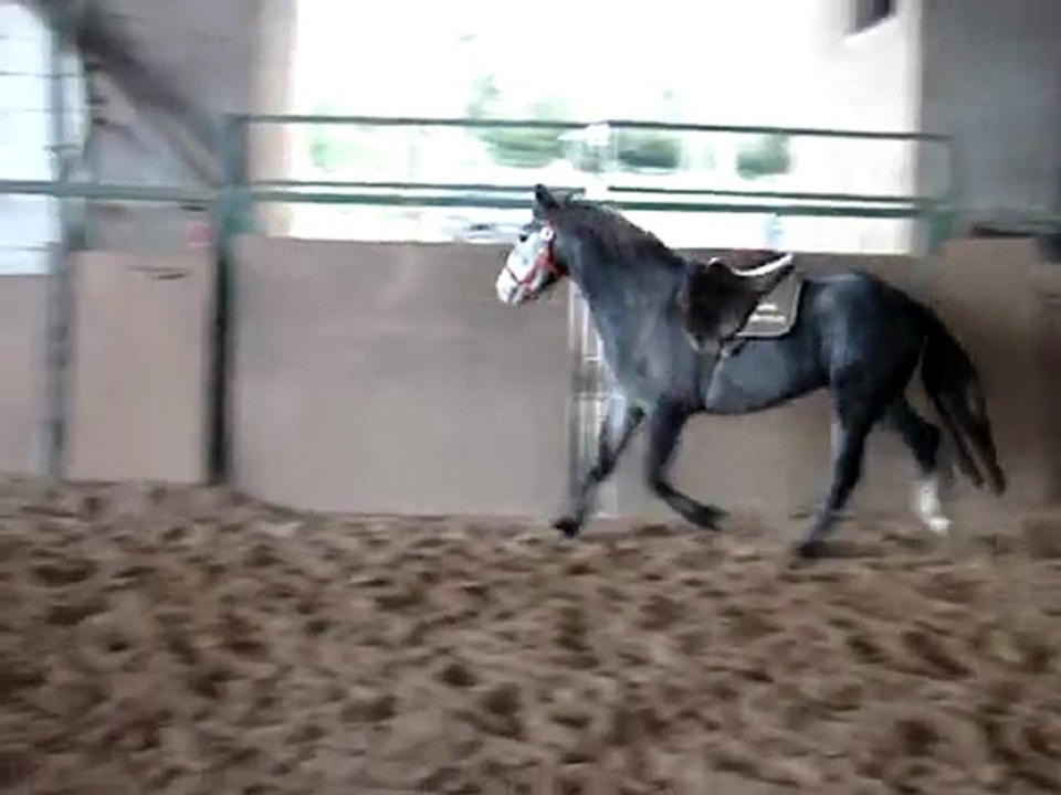 Votann Montvert, mâle connemara par Thunder du Blin. A VENDRE